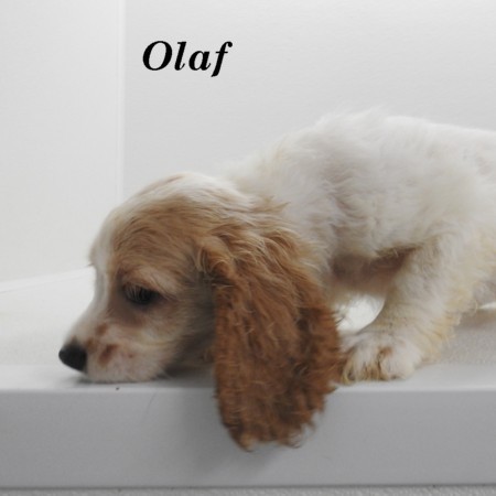 puppy, for, sale, Cocker Spaniel, Joe & Cherri  Overlease, dog, breeder, Miller, MO, dog-breeder, puppy-for-sale, forsale, nearby, find, puppyfind, locator, puppylocator, aca